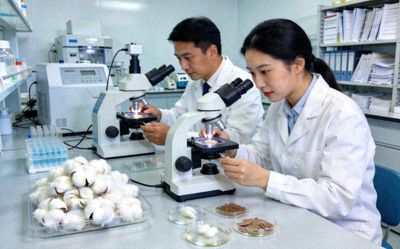 棉花科研实验室中研究人员正在进行样本分析